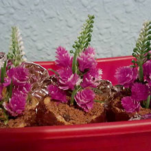 Macetero de Cupcakes Valencia